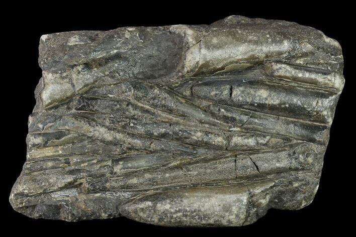 Plate Of Belemnite Fossils - England #131984